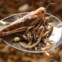 Gafanhotos e larvas cozinhados em azeite. Prontos a provar em... Bruxelas, em Setembro de 2012. Foi durante   um evento destinado a chamar a atenção para os insectos como fonte de nutrição e incluiu aulas de culinária.