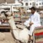 EGIPTO, 6.10.2012. Um beduíno passeia o seu camelo em busca de clientes entre os turistas. Em Dahab, Sinai, Mar Vermelho 