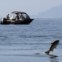 CANADÁ, 9.10.2012. Um salmão salta por comida enquanto pescadores desportivos passam, no rio Capilano, West Vancouver