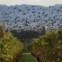 SUÍÇA, 17.10.2012. Andorinhas pelas vinhas de Tartegnin, perto de Genebra  