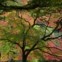 REINO UNIDO, 18.10.2012. O Outono pinta o Westonbirt Arboretu, jardim botânico especializado em árvores e arbustos em Gloucester 