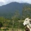 COSTA RICA. No parque do Vulcão Tenorio em Upala