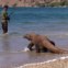 ILHA KOMODO, INDONÉSIA. Um dos célebres dragões que dão nome à ilha. Estes têm 5 dias