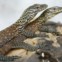 ILHA KOMODO, INDONÉSIA. Os célebres dragões que dão nome à ilha. Estes têm 5 dias