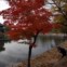 COREIA DO SUL. Nos jardins do palácio Gyeongbok, no centro de Seul