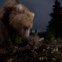 Menção Honrosa: Esta imagem de um urso no Alasca foi obtida com um aparelho improvisado de disparo automático.