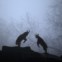 ALEMANHA, 4.1.2013. Cabras montanhesas em jogo de luta no zoo de Wuppertal  