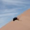 O americano Robby Gordon nas dunas entre a Argentinas e o Chile