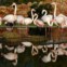 GRÉCIA, 19.01.2013. Flamingos no zoo Attica perto de Atenas 