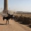 EGIPTO, 20.01.2013. A criança e o burro, perto de uma fábrica de tijolos em Giza 