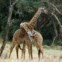 QUÉNIA, 11.03.2013. Brincadeiras carinhosas entre duas girafas no Parque Nacional de Nairobi