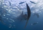 Os tubarões-baleia que vêm comer à nossa mão