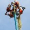 A dança dos «Voladores»