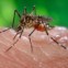 Dengue: a doença propaga-se através de vários mosquitos do género Aedese 