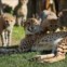 No Jardim Zoológico de Lisboa também não falta festa: Na foto: mãe e crias de Chita nascidas recentemente