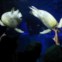 No Porto, Sea Life oferece entradas e actividades