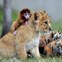 CHINA, 1.05.2013. Brincadeira de bebés: macaquinho, leãozinho e tigrezinhos. No Parque de Tigres de Shenyang.   