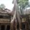 Vietname, em Maio: A espantosa interligação das árvores, raízes e pedras no tempo de Ta Prohm, em Angkor. Foto de Sandra Silva Costa 