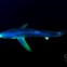 Tubarão azul: Uma das fotos premiadas do fotógrafo 
