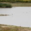 Vila Franca de Xira: Visitar as aves do estuário do Tejo através do Evoa