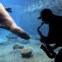 AUSTRÁLIA, 19.08.2013. Steve Westnedge toca o seu saxofone para Casey, uma foca-leopardo, como parte de um estudo da reacção de animais a diferentes sons. No Zoo de Sydney