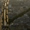 O metro de superfície e telhados de Paris