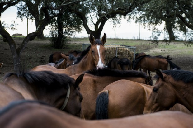 CAVALOS EM OUTROS JOGOS VAMOS. É SÓ PULAR ESSE PEQUENO OBSTÁCULO