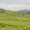 Best Trips 2014: Parque Nacional Nyungwe, Ruanda