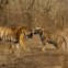 Best Trips 2014: Ranthambore, Índia