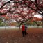 A Brasília em jardim