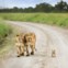 One Shot, louvor, David Lazar (Austrália): Masai Mara, Quénia