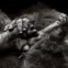 Monocromático, imagem isolada, menção honrosa,Gail Von Bergen-Ryan (Suíça): Gorila nas montanhas Virunga do Ruanda