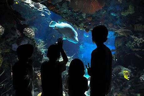 Férias Debaixo de Água, no Oceanário de Lisboa