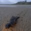 ESCÓCIA, 23.08.2013. Uma foca bebé em regresso ao mar em frente do castelo de Bamburgh 