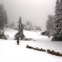 ALEMANHA, 11.10.2013. A conduzir o rebanho pela neve perto de Garmisch-Partenkirchen e Mittenwald, após grandes nevões.