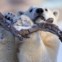 CANADÁ, 30.12.2013. Taiga, urso polar do Aquário do Quebeque, é especialista em posar para as câmaras    