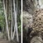 Belém do Pará, na fazenda a produtora de cacau orgânico Dona Nena