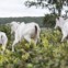 Chapada dos Guimarães