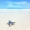  Top mundo:  22 - Cable Beach, Broome, Austrália