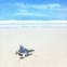 Top mundo: 22 - Cable Beach, Broome, Austrália
