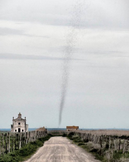 O tornado de mosquitos no Ribatejo registado pela fotógrafa portuguesa 