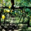 Limão de Sorrento na horta do Don Alfonso