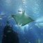 Oceanário de Lisboa
