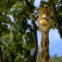 Zoo de Lisboa: 12.º melhor da Europa, 25.º do mundo