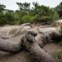 As formas excêntricas do pinheiro-bravo da Mata Nacional de Leiria
