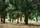 As árvores milenares de Portugal