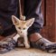 Vencedor/O Mundo em Nossas Mãos: uma raposa do deserto com três meses à venda numa aldeia do sul da Tunísia