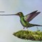 Finalista/Aves: um colibri bico de espada em posição de 