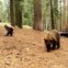 Parque Nacional da Sequoia, nos Estados Unidos