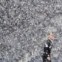 Árbitro durante um jogo de futebol da 1ª Liga Inglesa, marcada pela presença da neve